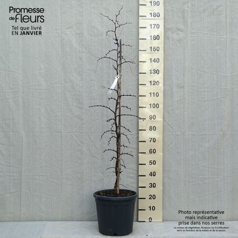Example of Ziziphus jujuba - Jujubier commun Pot de 12L/15L as you get in hiver