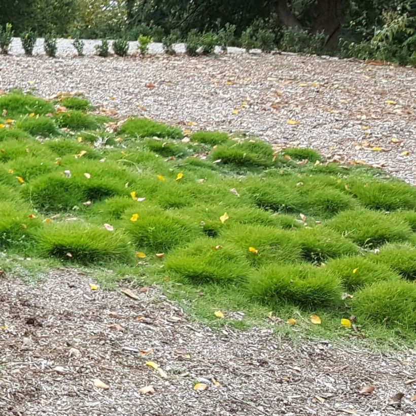 Zoysia tenuifolia - Gazon des Mascareignes (Plant habit)