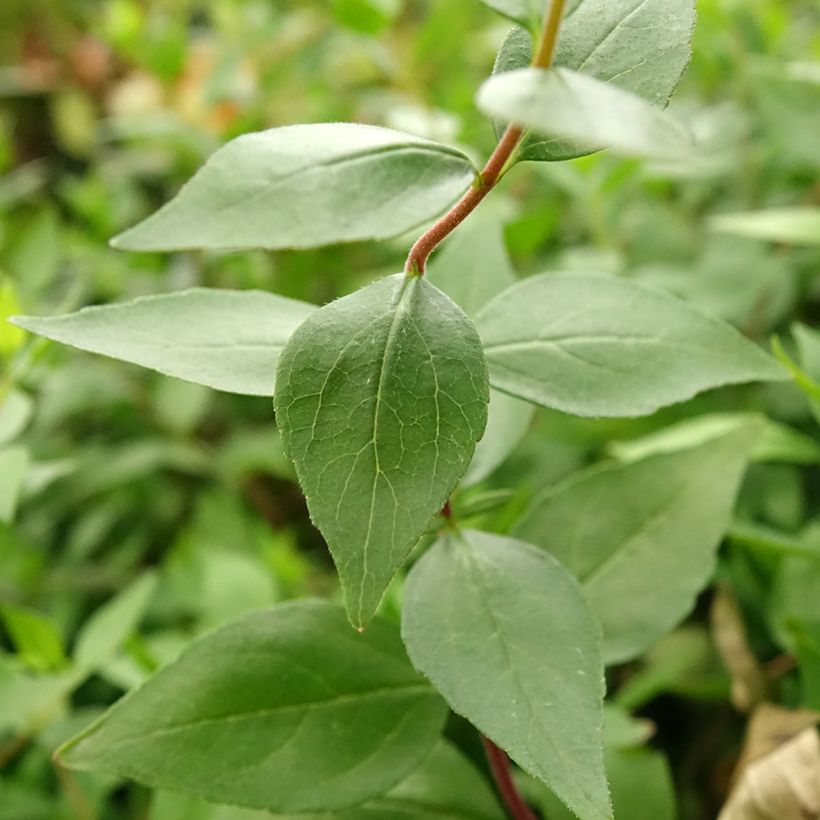 Abelia chinensis Autumn Festival - Abélia de Chine (Foliage)