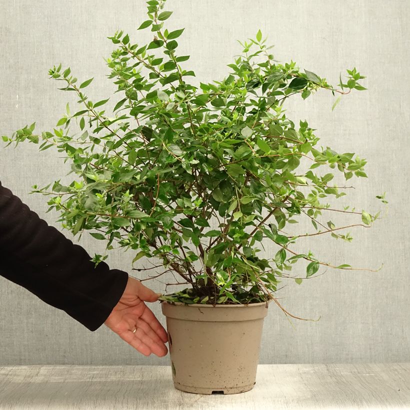 Example of Abelia chinensis Autumn Festival - Abélia de Chine Pot de 4L/5L as you get in automne