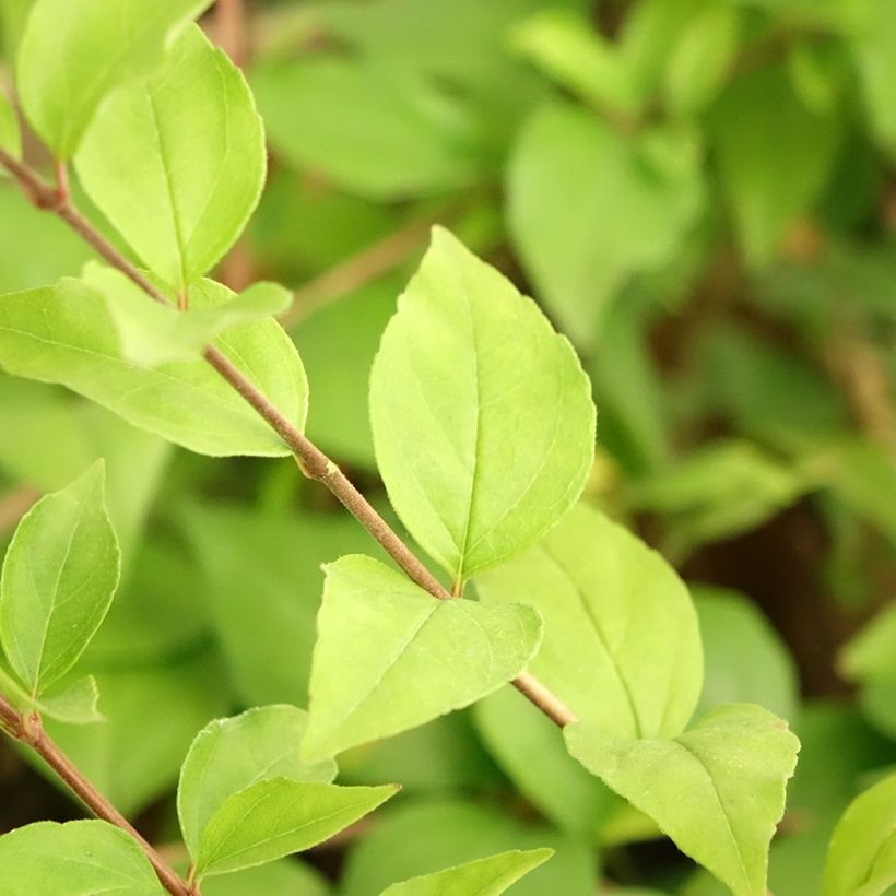Abelia chinensis White Surprise - Abélia de Chine (Foliage)