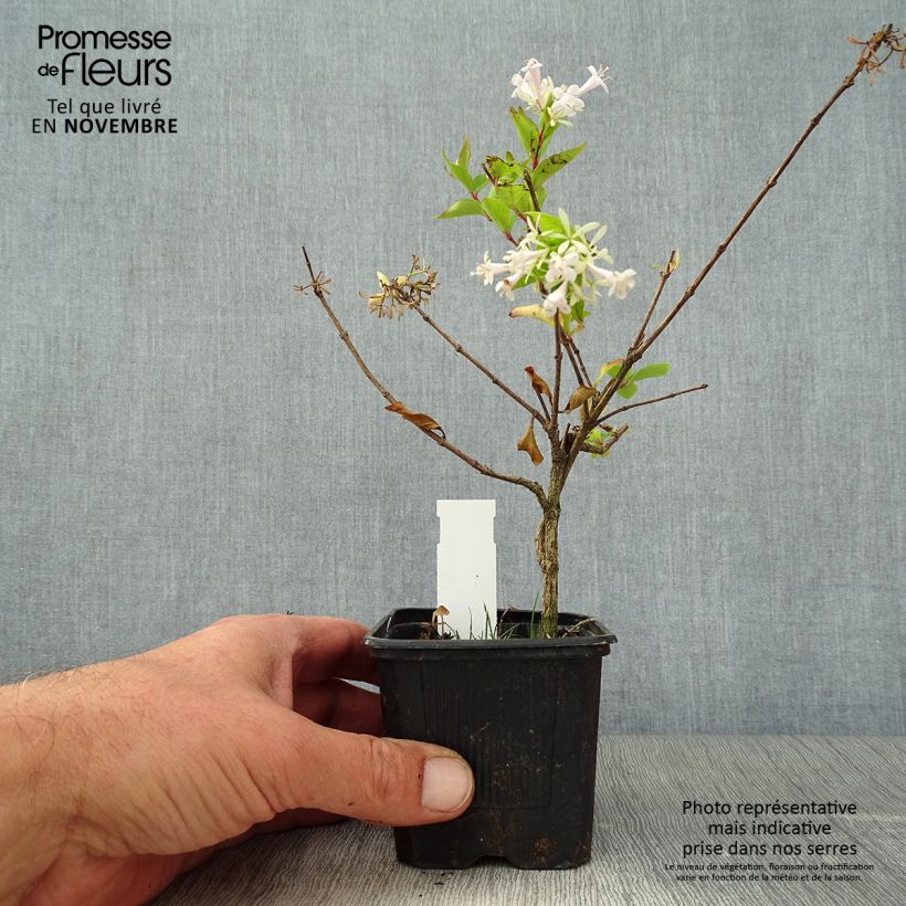 Example of Abelia chinensis White Surprise - Abélia de Chine Godet de 8/9 cm as you get in automne