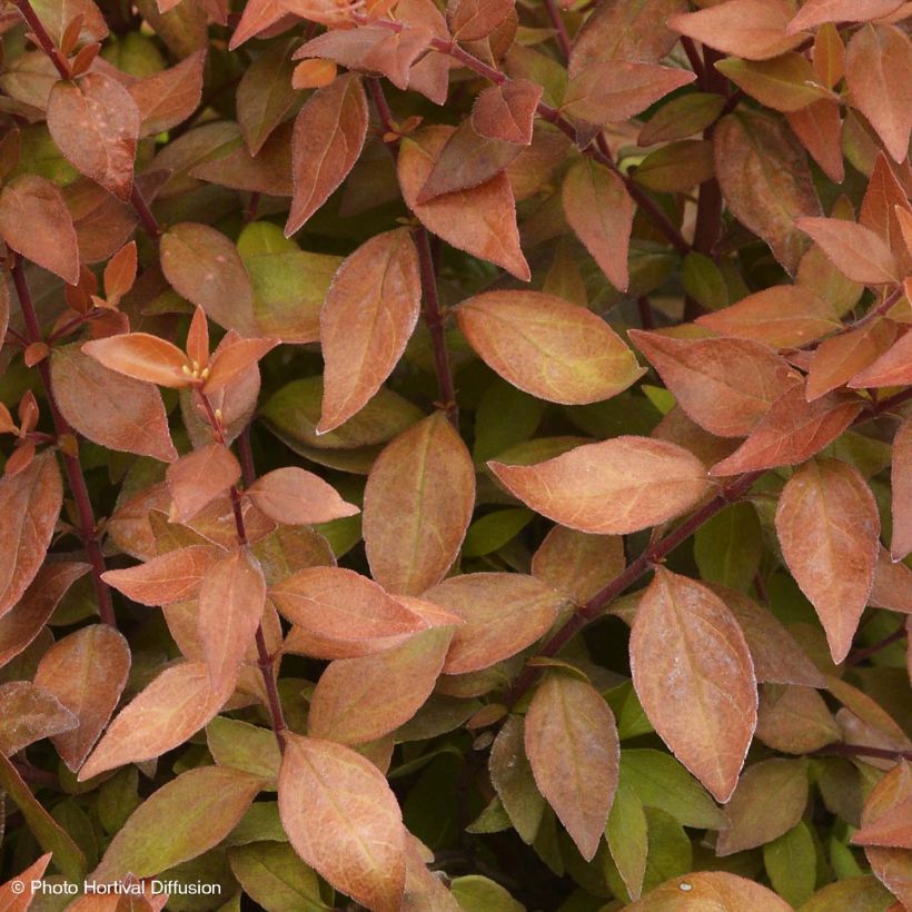 Abelia grandiflora Caramel Charm - Abélia à grandes fleurs (Foliage)