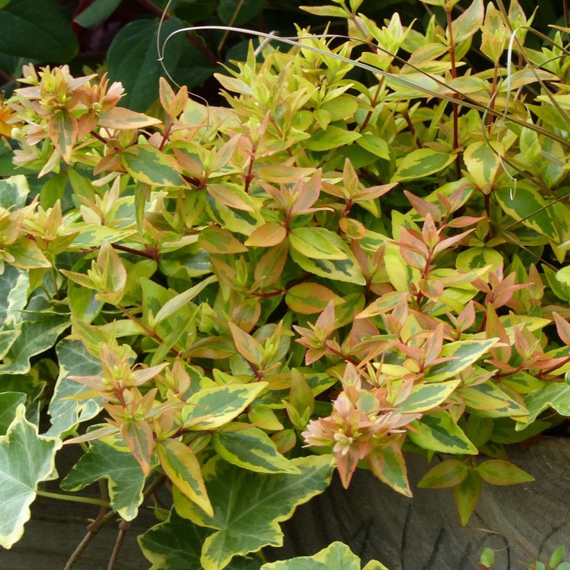Abélia grandiflora Kaléidoscope (Foliage)