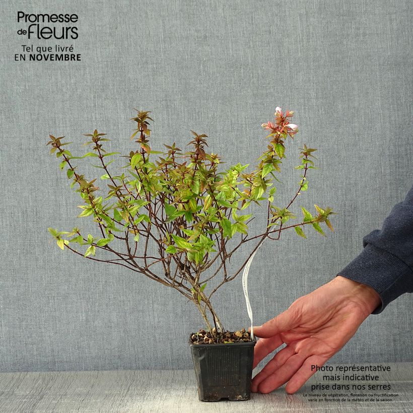 Example of Abelia grandiflora Pisto Godet de 8/9 cm as you get in automne