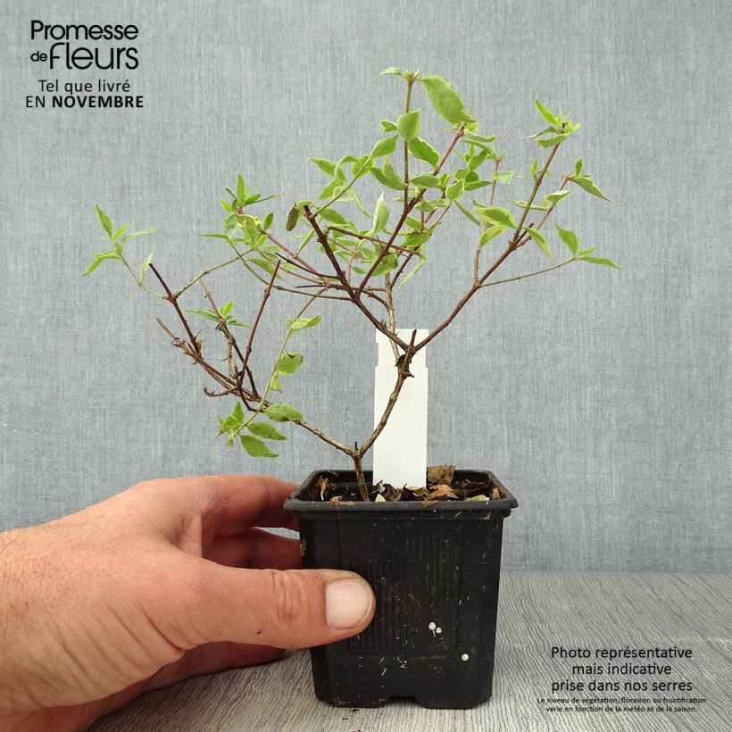 Example of Abelia grandiflora Sunshine Daydream Godet de 8/9 cm as you get in automne