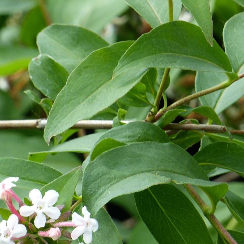 Abelia mosanensis Monia - Abélia parfumé (Foliage)