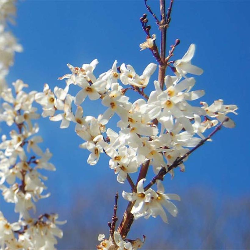 Forsythia blanc de Corée, Abeliophyllum distichum (Flowering)
