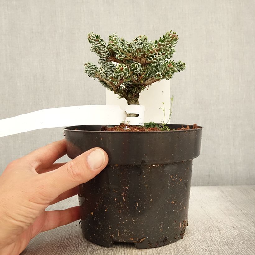 Example of Abies koreana Kohout's Icebreaker® - Sapin de Corée nain Pot de 2L/3L as you get in automne