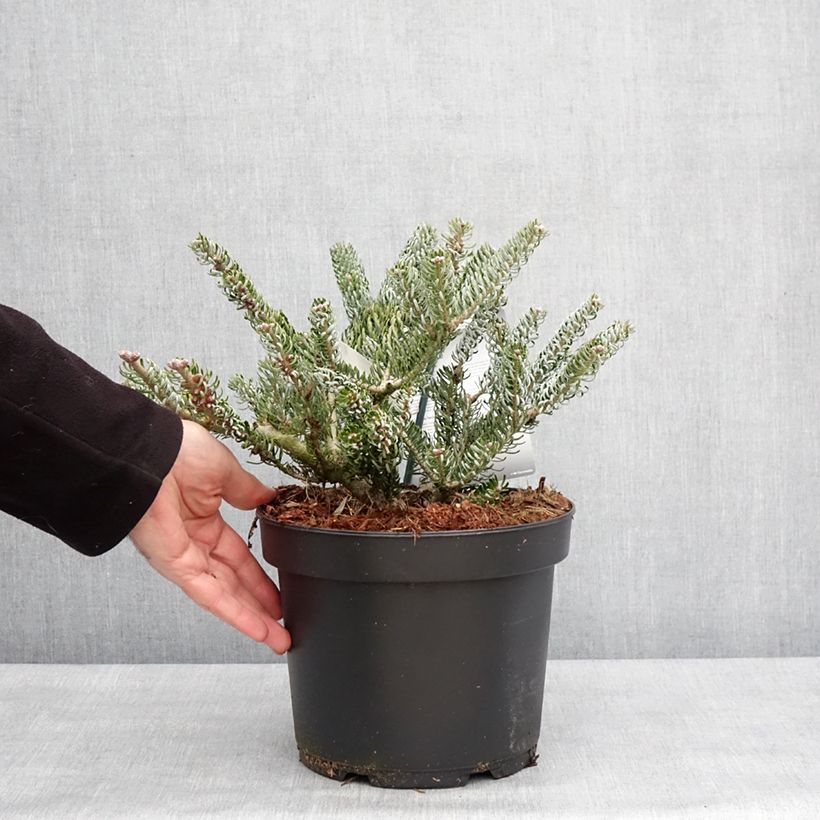 Example of Abies koreana Silberlocke - Sapin de Corée Pot de 4L/5L as you get in hiver