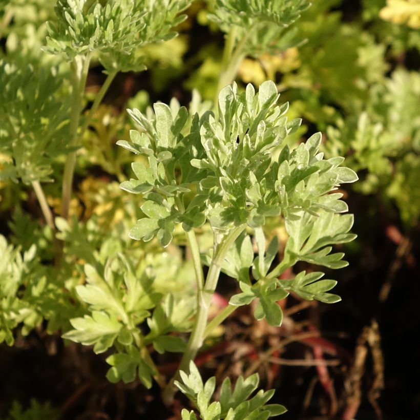 Absinthe - Artemisia absinthium  (Foliage)