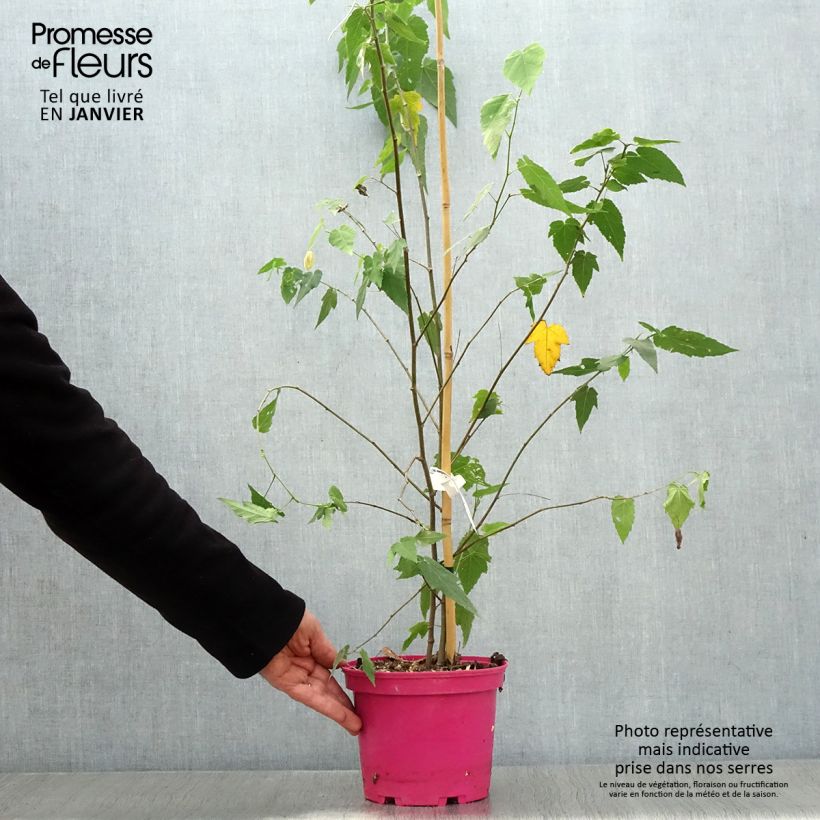Example of Abutilon Pink Charm Pot de 3L/4L as you get in hiver