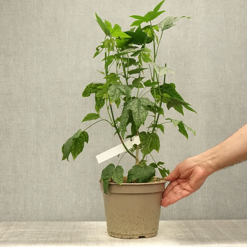 Example of Abutilon striatum Redvein Pot de 3L/4L as you get in ete