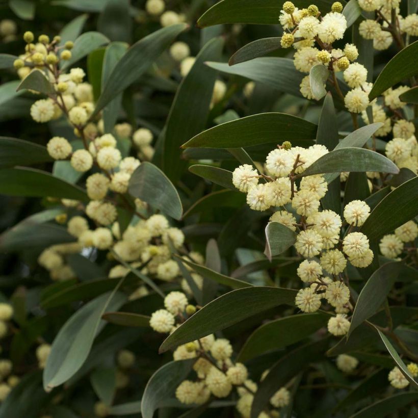 Acacia melanoxylon - Mimosa à bois noir (Flowering)