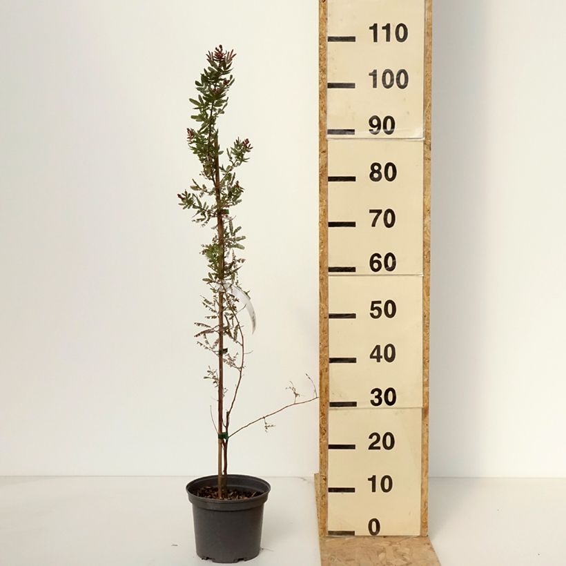 Example of Acacia baileyana Purpurea - Mimosa de Bailey pourpre Pot de 3L/4L as you get in printemps