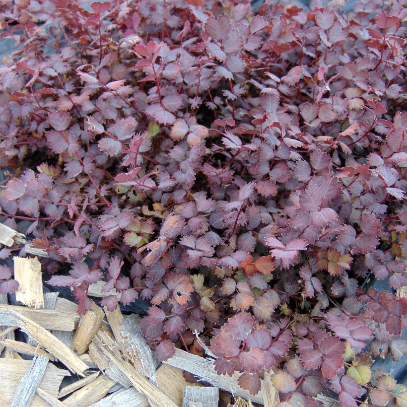 Acaena inermis Purpurea - Lampourde (Foliage)