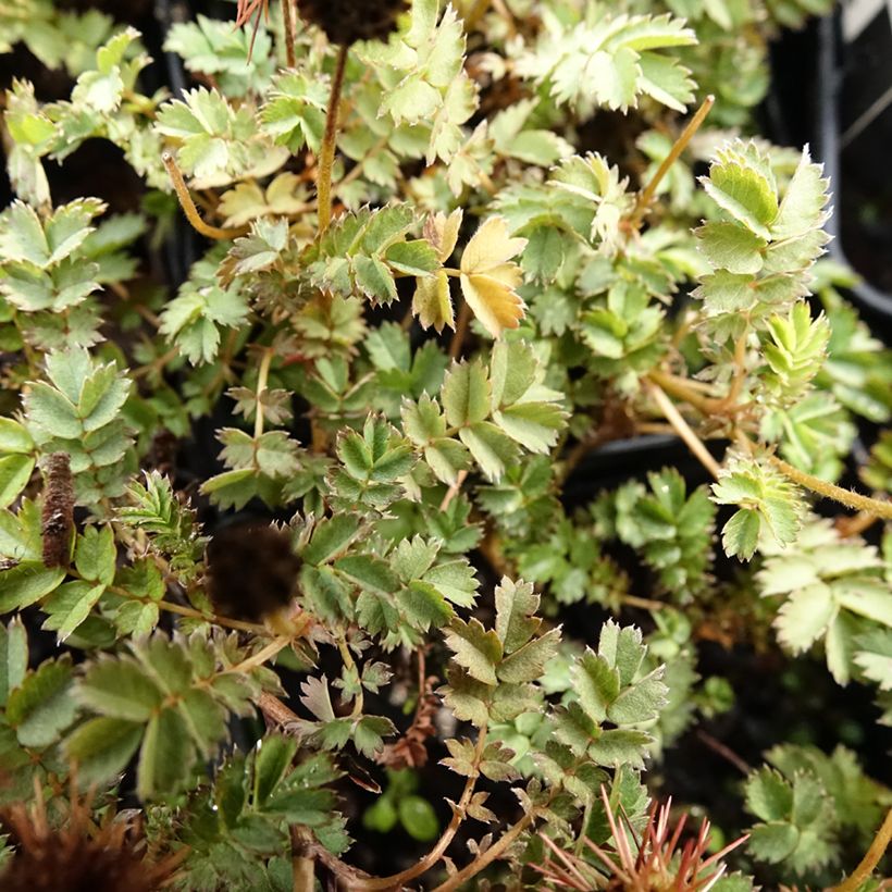 Acaena microphylla Dichte Matte - Lampourde à petites feuilles (Foliage)