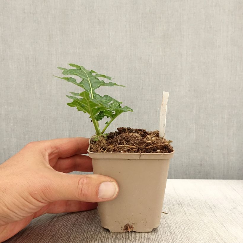 Example of Acanthe mollis Latifolius Godet de 8/9 cm as you get in automne