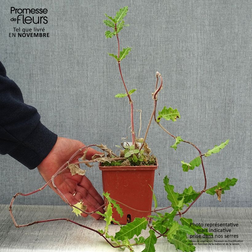 Example of Acanthus sennii - Acanthe Pot de 1L/1,5L as you get in automne