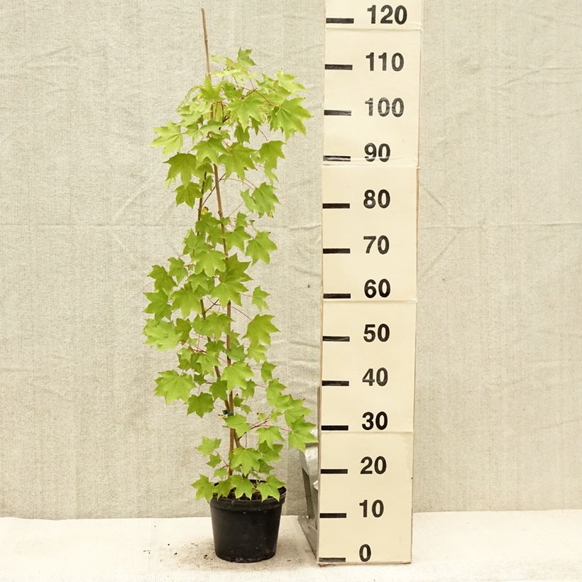 Example of Acer cappadocicum Rubrum - Érable de Colchide rouge Pot de 3L/4L as you get in ete
