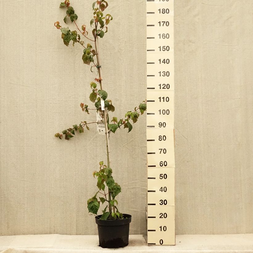 Example of Acer davidii - Érable à peau de serpent Pot de 7,5L/10L as you get in ete