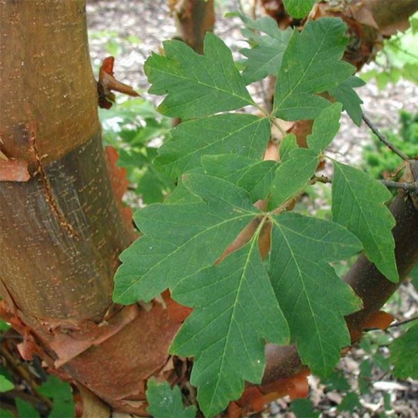 Érable cannelle - Acer griseum (Foliage)