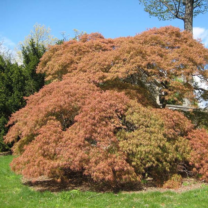 Érable du Japon - Acer palmatum Dissectum (Plant habit)