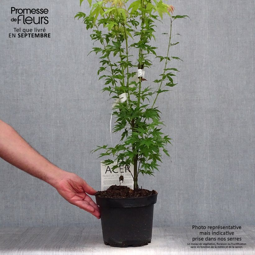 Example of Acer palmatum Orange Dream Pot de 3L/4L as you get in automne
