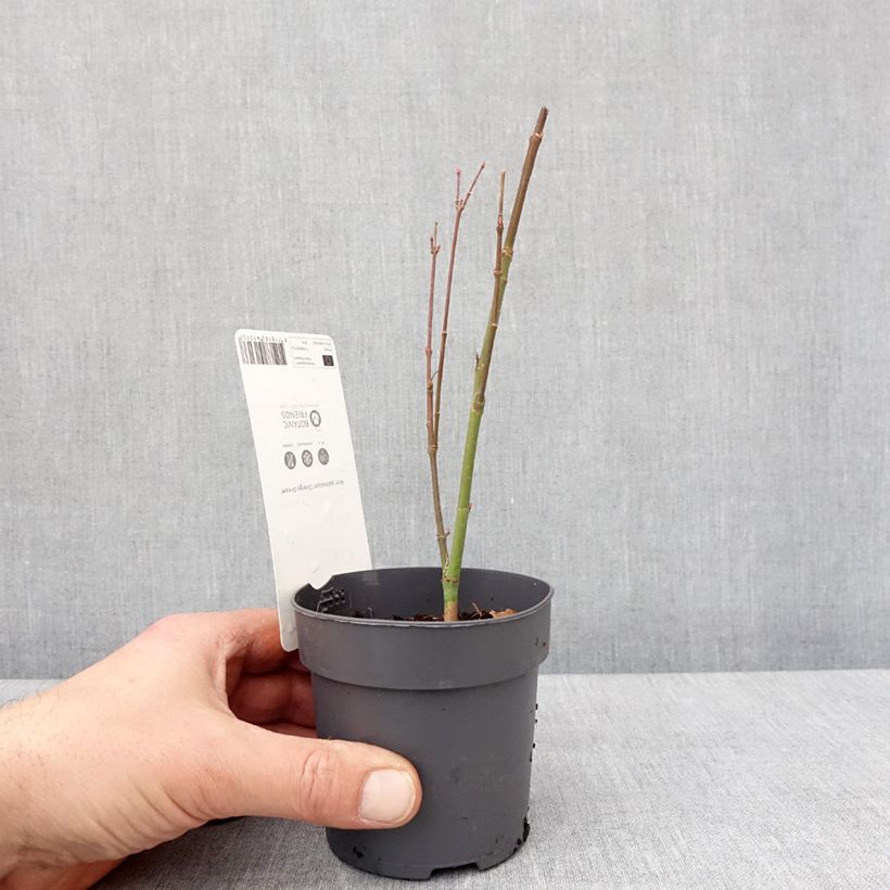 Example of Acer palmatum Orange Dream Godet de 8/9 cm as you get in hiver