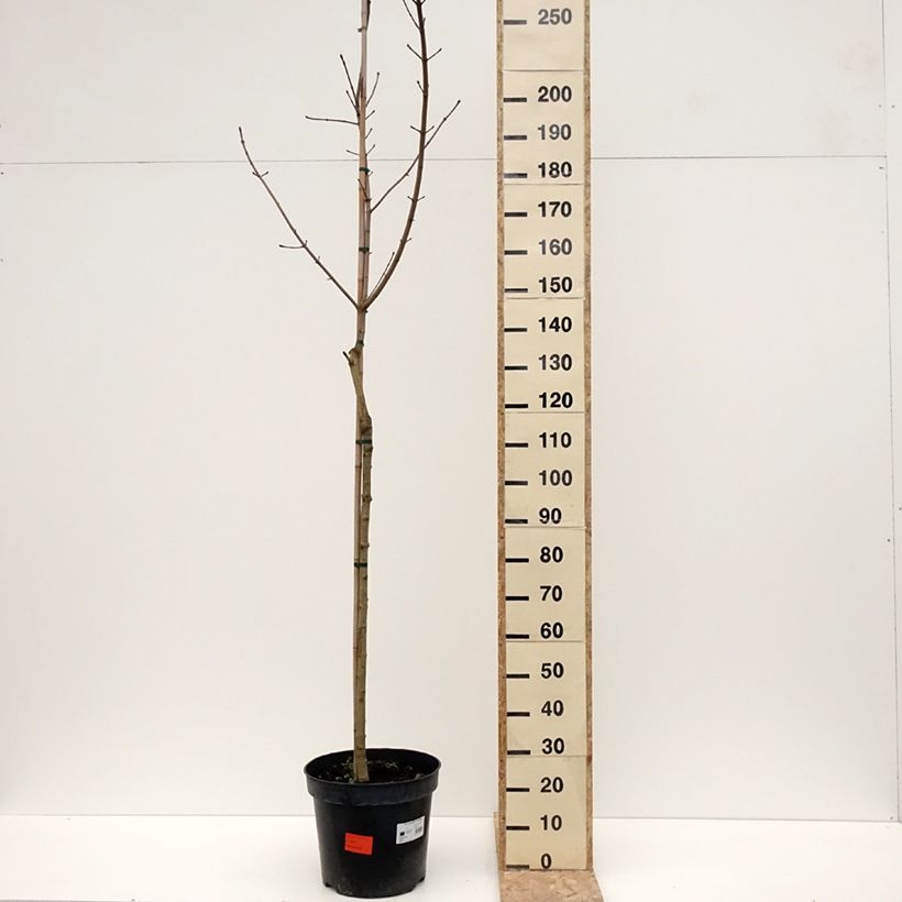 Example of Acer platanoides Maculatum - Erable plane Pot de 12L/15L, Tige as you get in hiver
