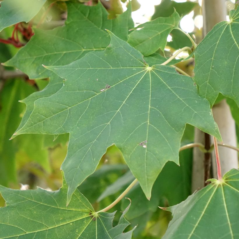 Acer platanoides Maculatum - Erable plane (Foliage)