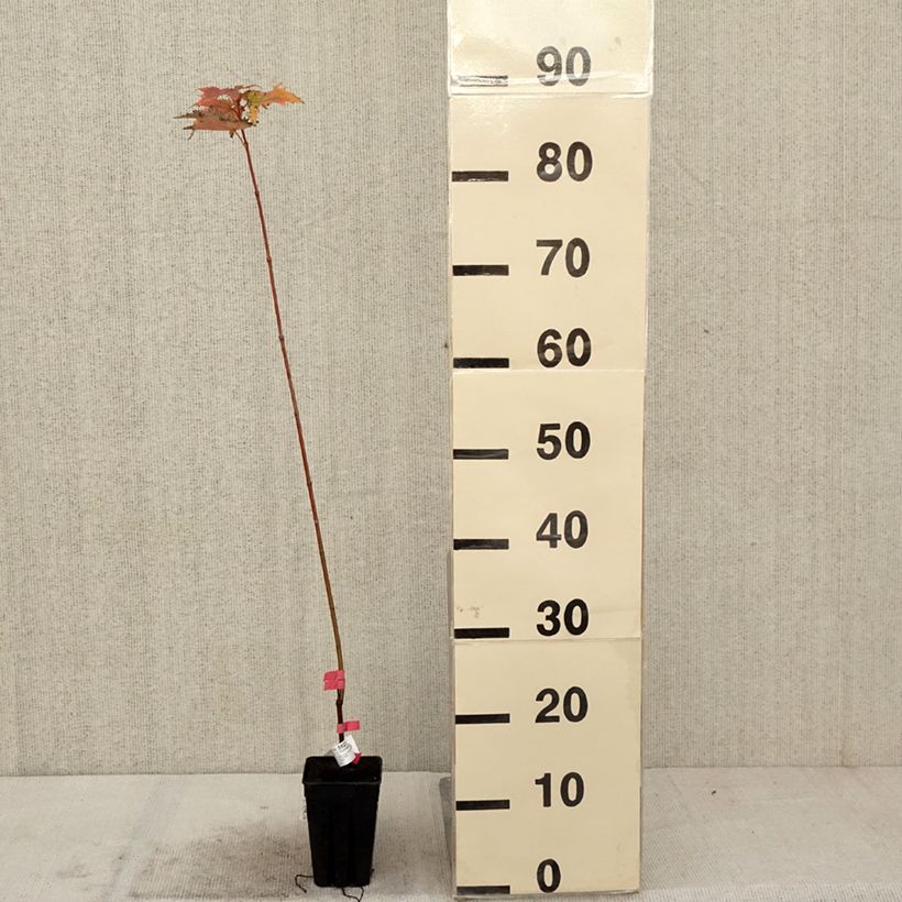 Example of Acer rubrum Armstrong Gold - Erable rouge Pot de 1L/1,5L as you get in automne