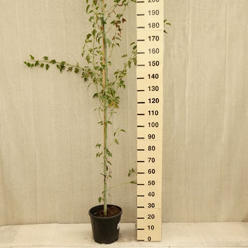 Example of Acer rufinerve Albolibatum - Erable à peau de serpent Pot de 12L/15L as you get in ete