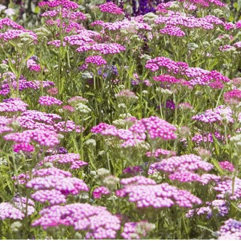 Achillée millefolium Lilac Beauty (Plant habit)