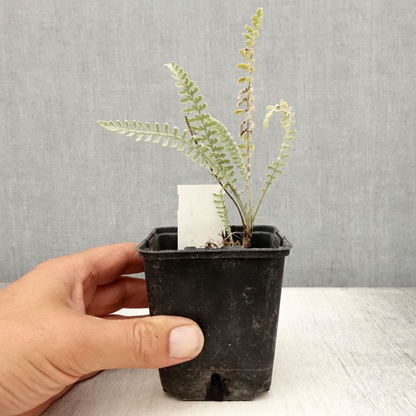 Example of Achillea clypeolata - Achillée Godet de 8/9 cm as you get in ete