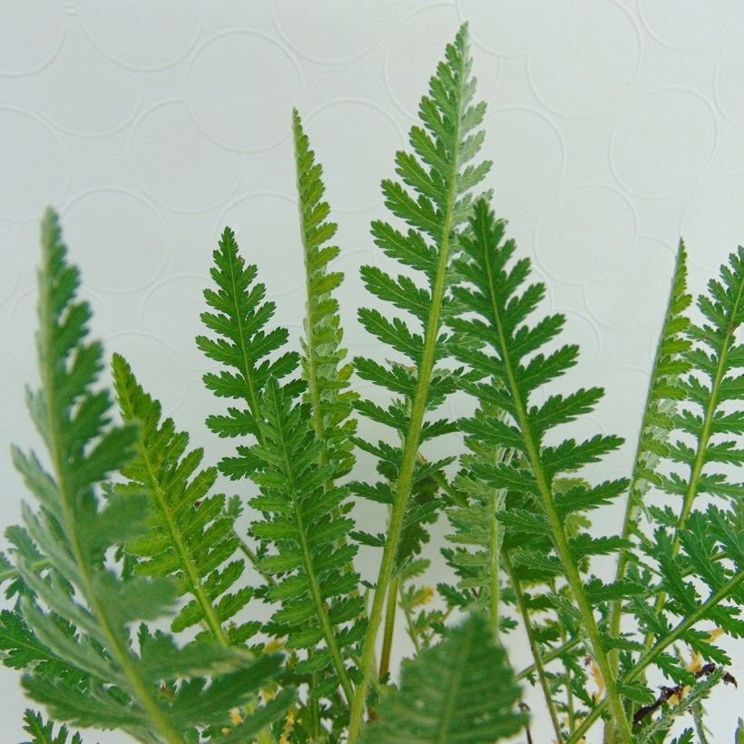 Achillée millefeuilles Apricot Delight (Tutti frutti) - Achillea millefolium (Foliage)