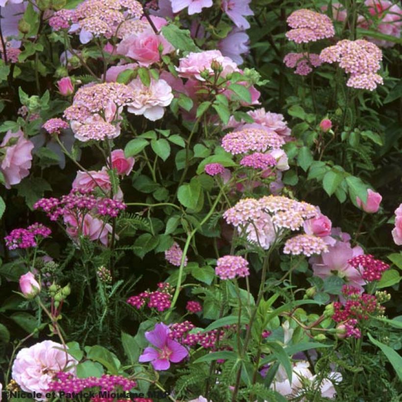 Achillée millefolium Apfelblute (Apple Blossom) (Plant habit)