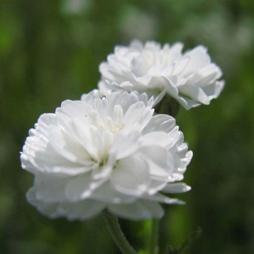 Achillée ptarmica The Pearl (La Perle) (Flowering)