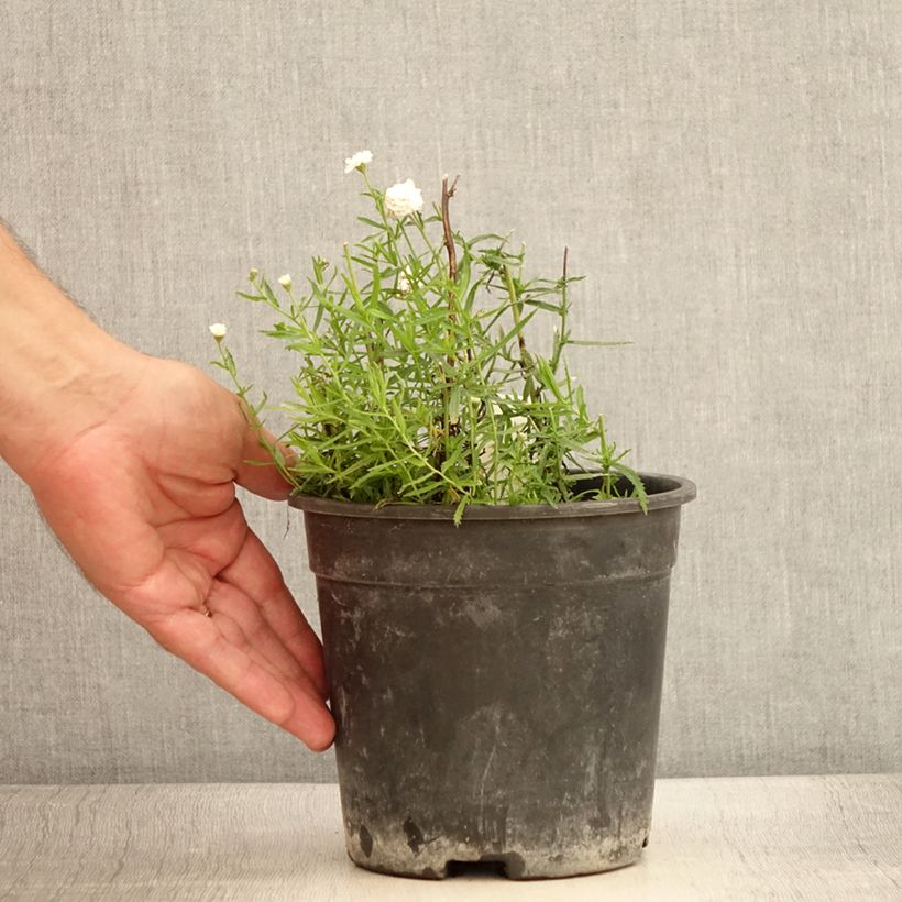 Example of Achillea ptarmica Diadem - Bouton d'argent Pot de 2L/3L as you get in ete