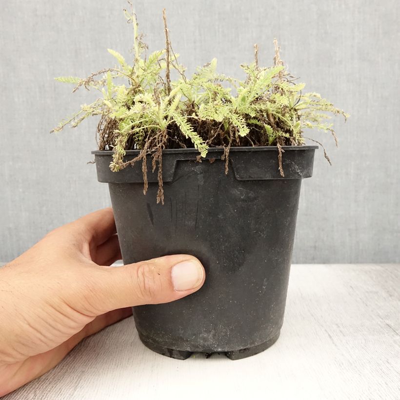 Example of Achillée - Achillea crithmifolia Pot de 2L/3L as you get in ete