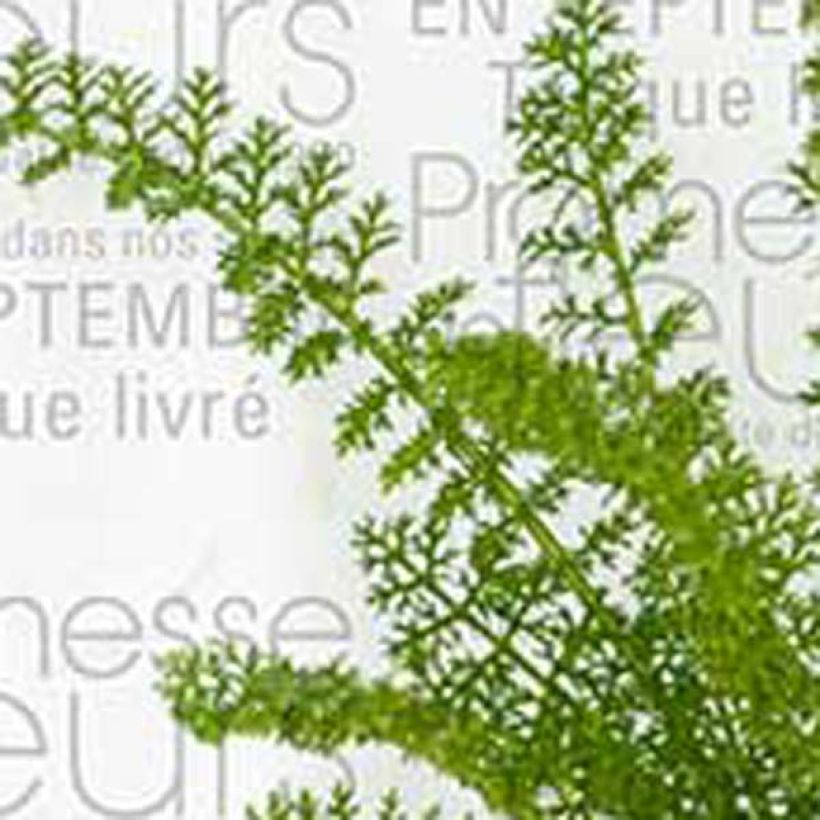 Achillée millefolium Hella Glashoff (Foliage)