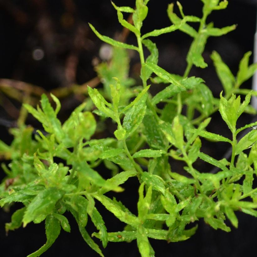Achillée ptarmica Perry's White (Foliage)