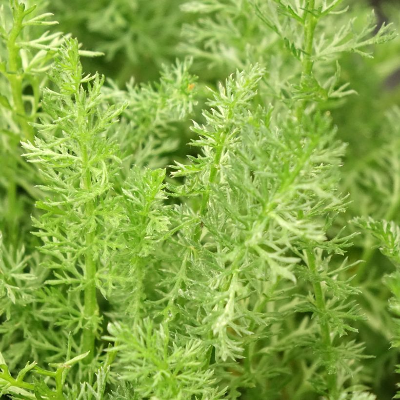 Achillée Desert Eve Terracotta (Foliage)