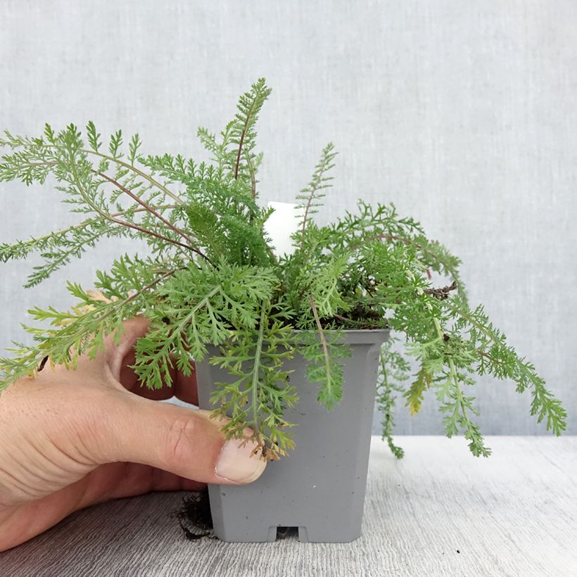 Example of Achillée millefeuille Cassis - Achillea millefolium Godet de 8/9 cm as you get in automne