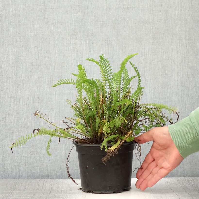 Example of Achillée millefolium Cerise Queen Pot de 2L/3L as you get in ete