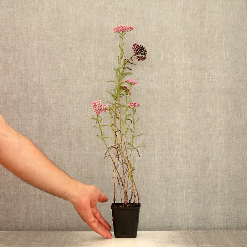 Example of Achillée millefolium Excel Godet de 8/9 cm as you get in ete