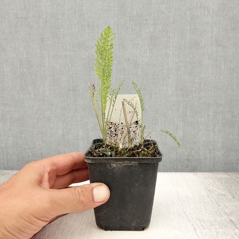 Example of Achillée millefolium Feuerland Godet de 8/9 cm as you get in ete