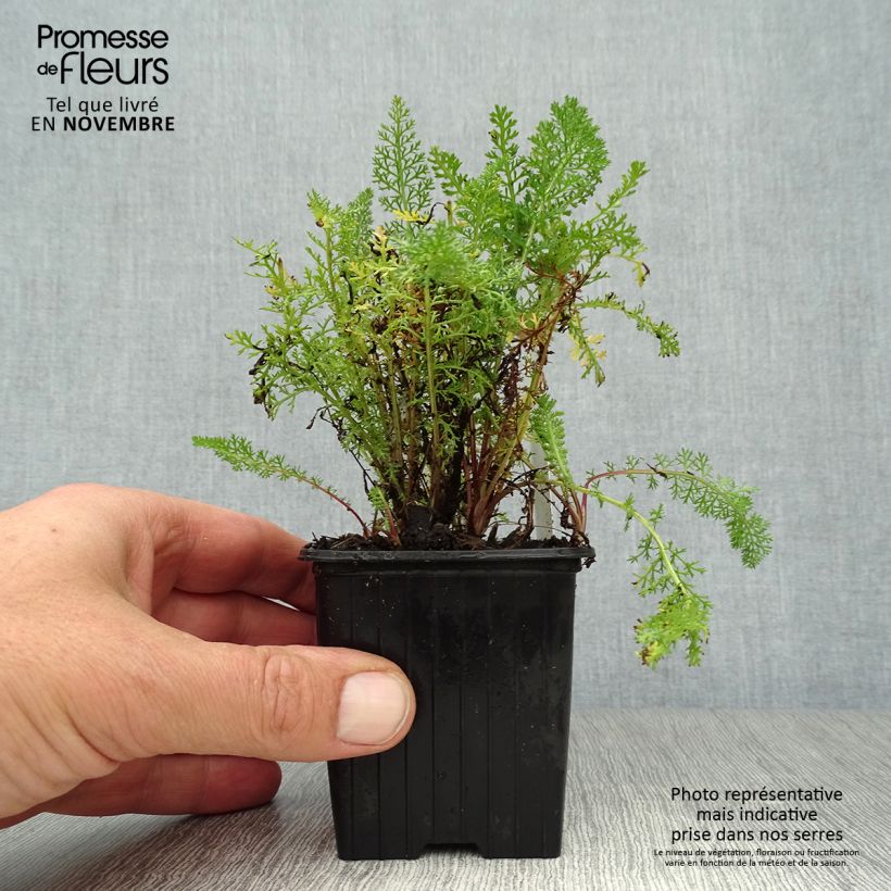 Example of Achillée millefolium Pomegranate Godet de 7/8 cm as you get in automne