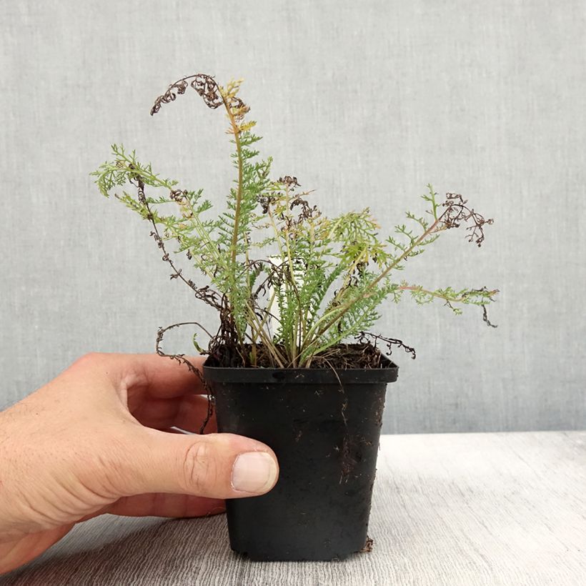 Example of Achillée millefolium Velours Godet de 8/9 cm as you get in automne