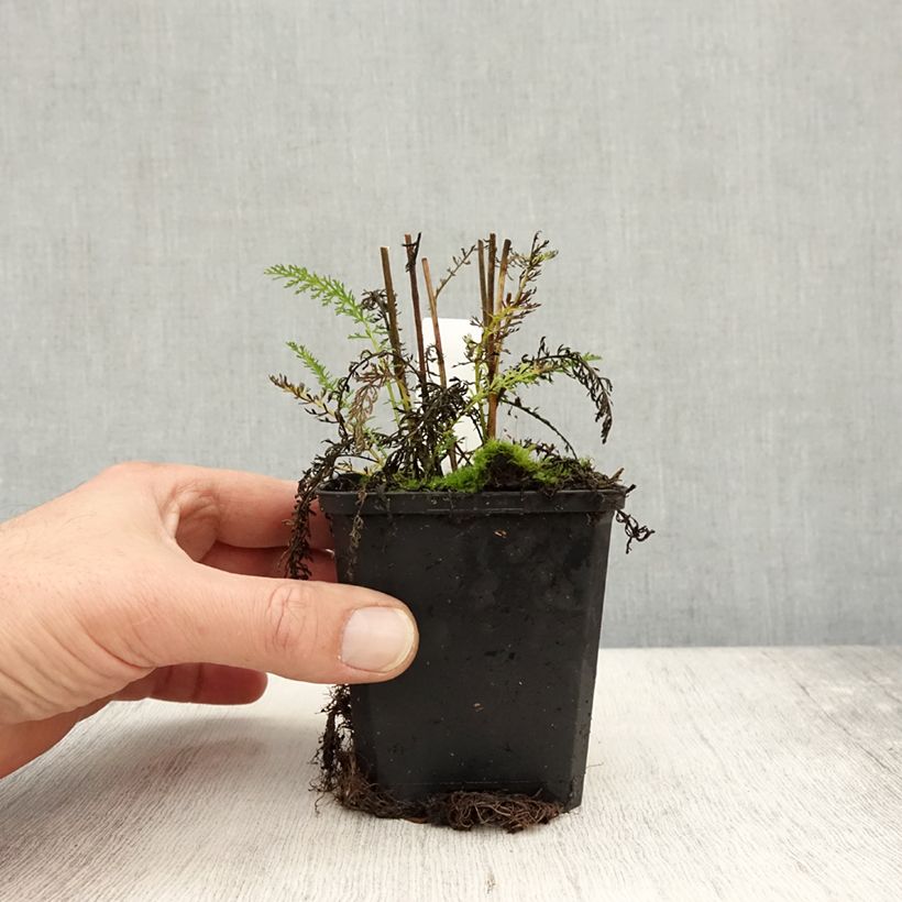 Example of Achillée millefolium Wonderful Wampee Godet de 8/9 cm as you get in automne